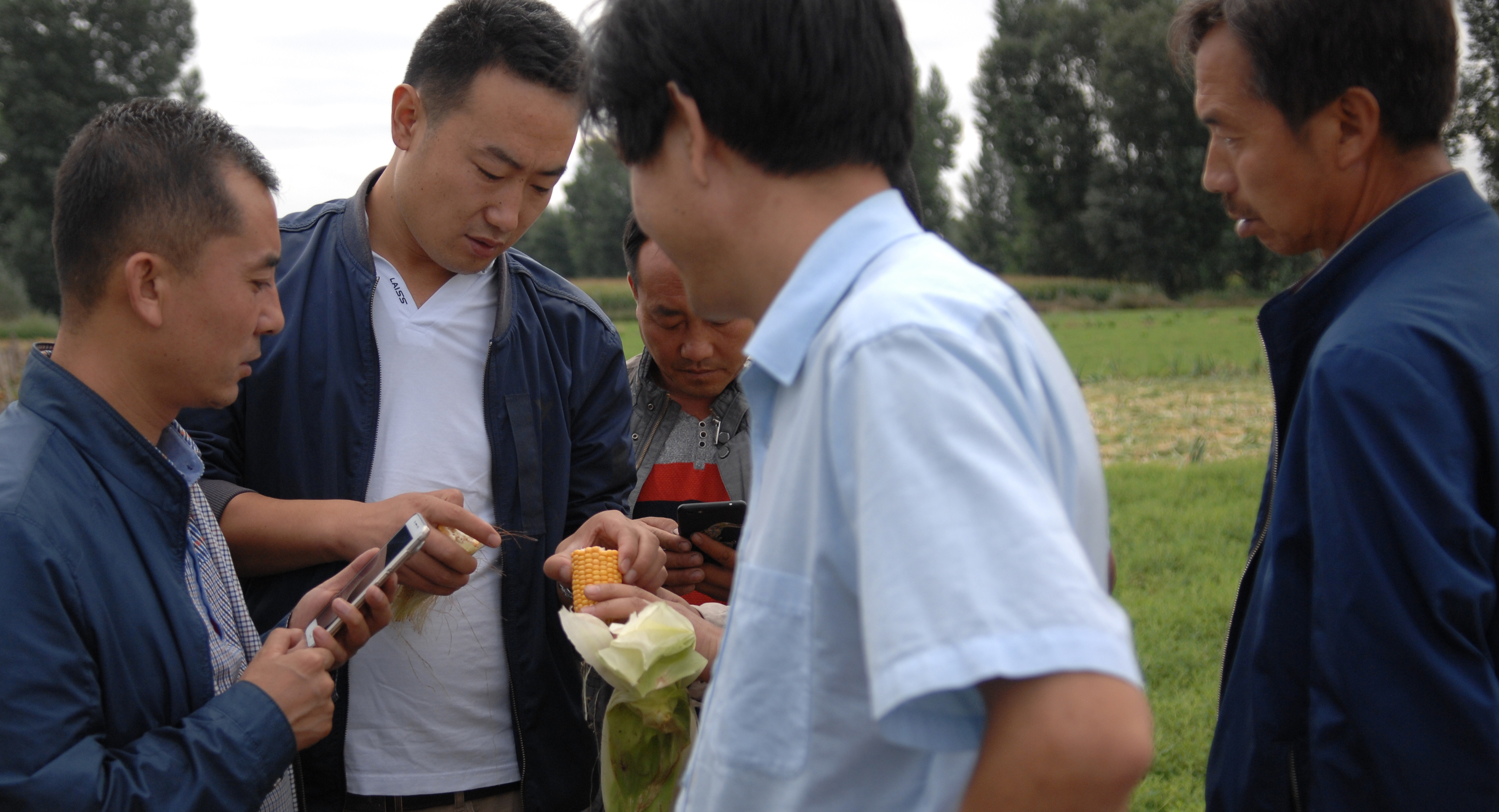 青貯玉米品種現(xiàn)場觀摩會討論栽培技術(shù)